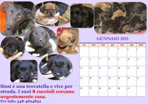 Calendario Sissi e cuccioli gen v AMY (1)