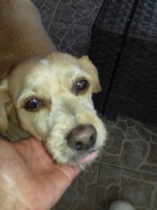 vipera in casa bimba salvata dal cane vopino toy (3)